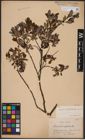 Foto von Salix aurita L. x Salix myrtilloides L.